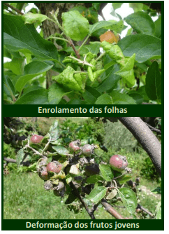 piolho na macieira