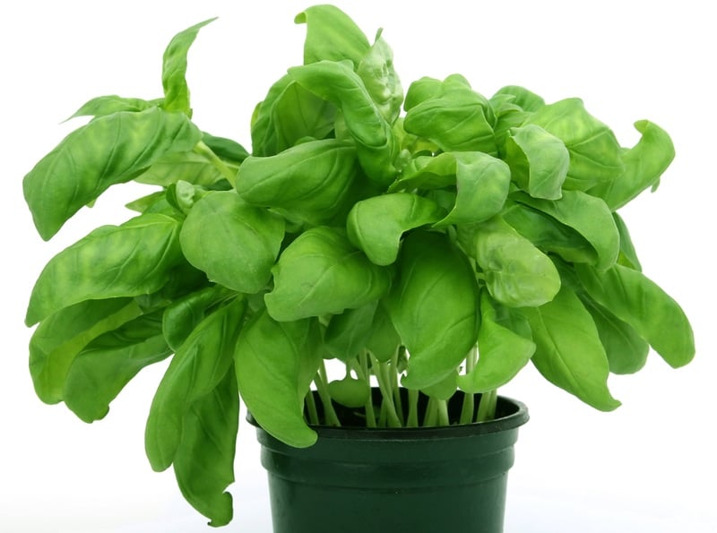 vegetais mais nutritivos do mundo
