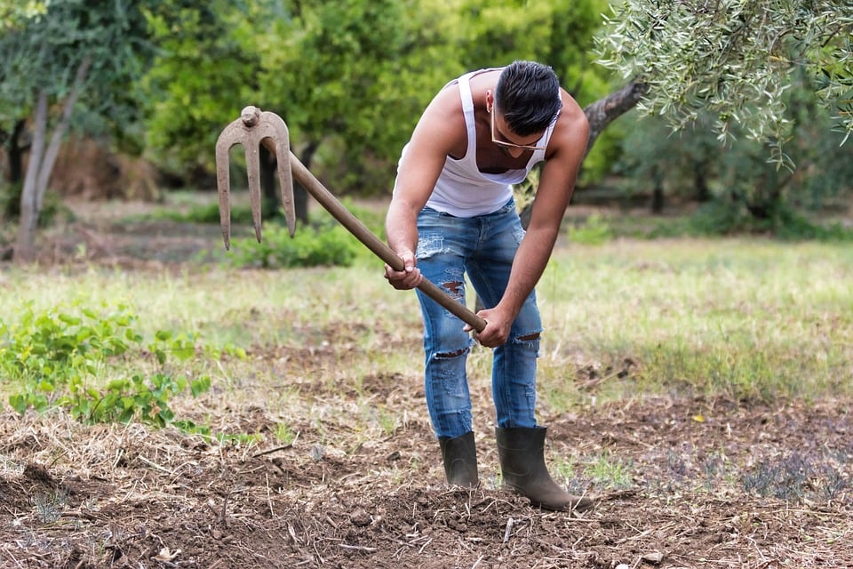 apoios jovem agricultor