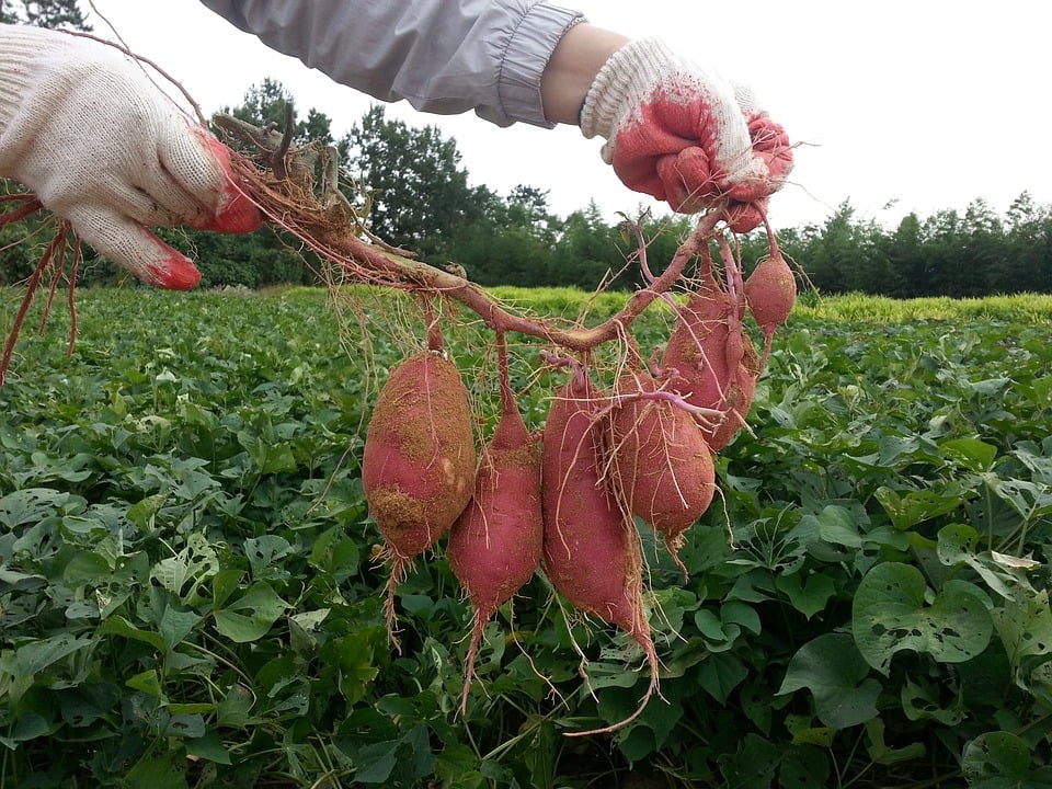 plantar batata doce rega