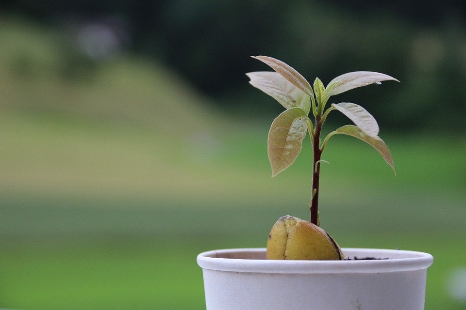 como plantar abacate em casa