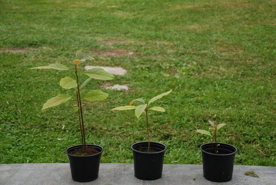 como plantar abacate em casa