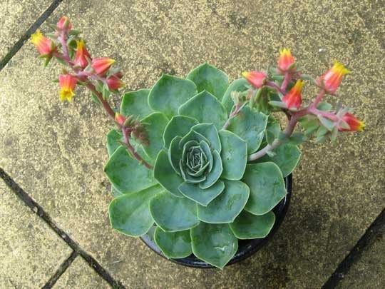 suculentas rosa da pedra