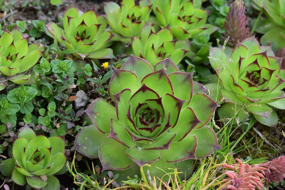 suculentas portugal