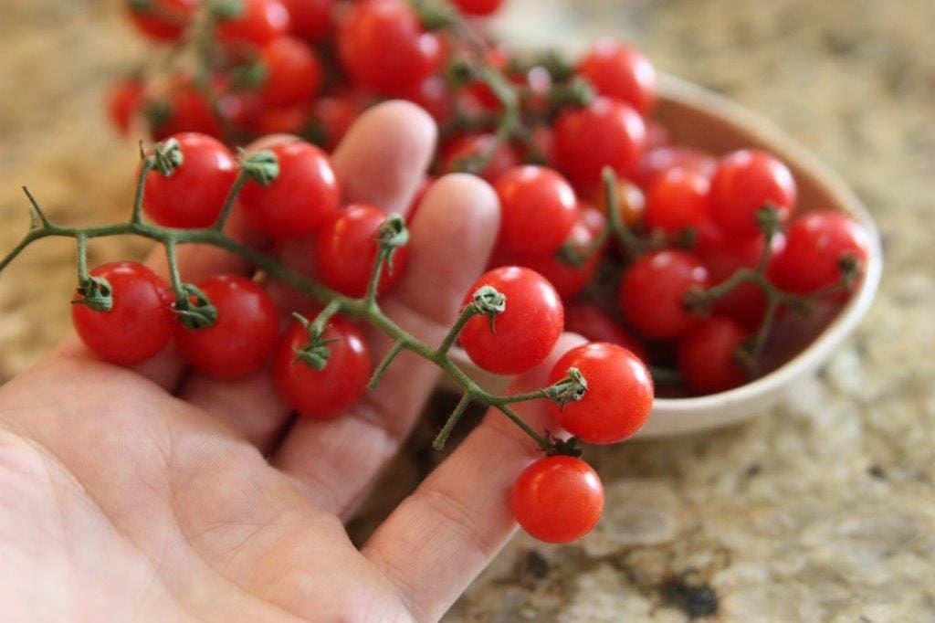 tomate-cereja como plantar e cuidar