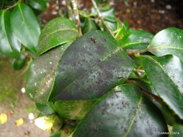 como eliminar piolho nas plantas receitas