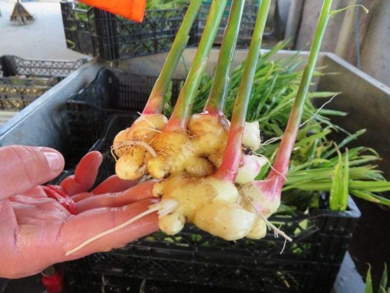 como plantar gengibre em casa