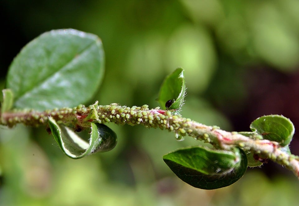 como eliminar piolho nas plantas receitas