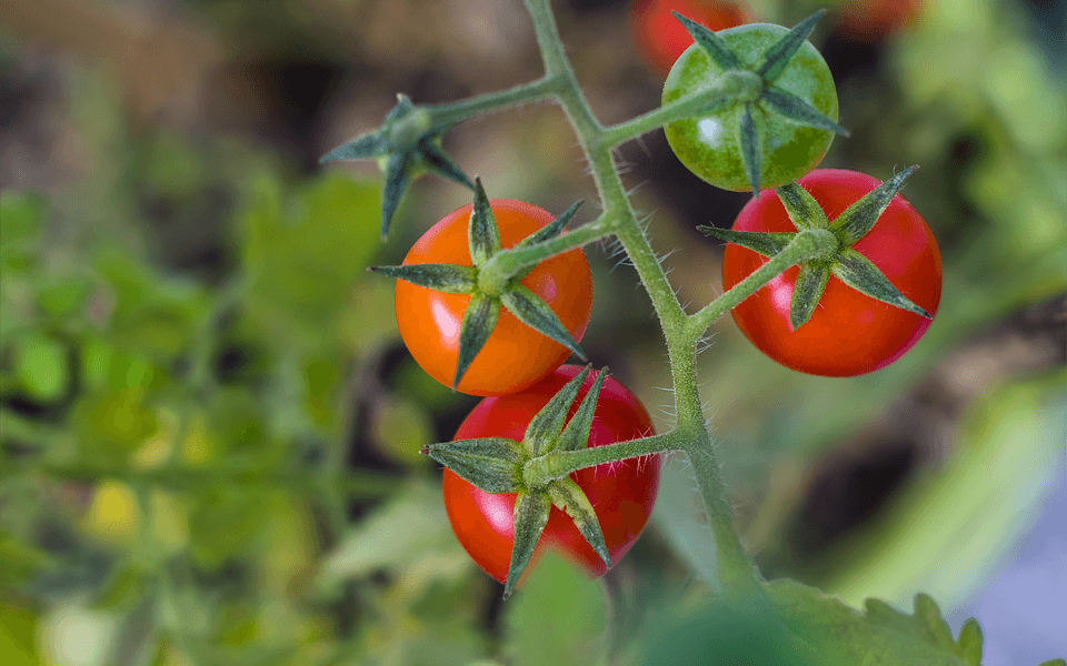 omo plantar tomate-cereja passo a passo