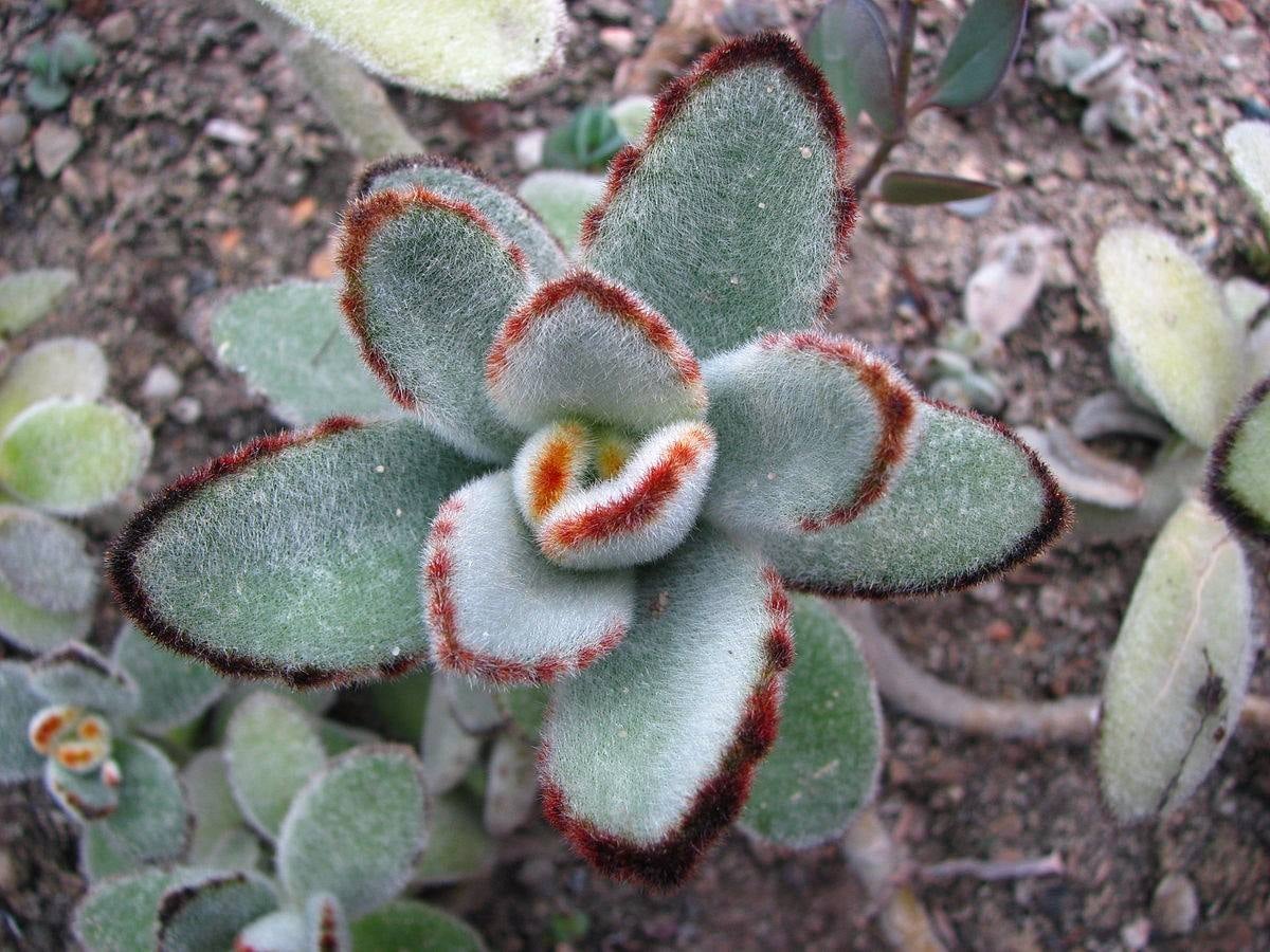 suculentas de sombra