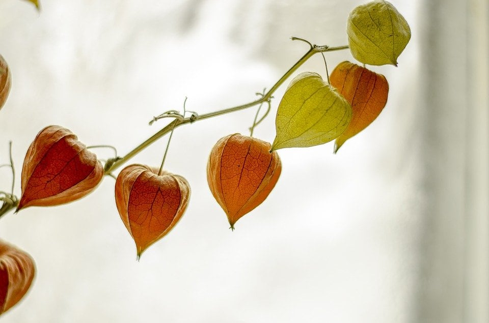 Physalis como produzir