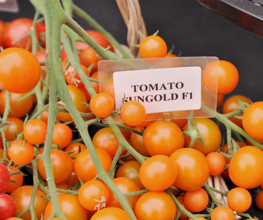 tomate-cereja em vaso