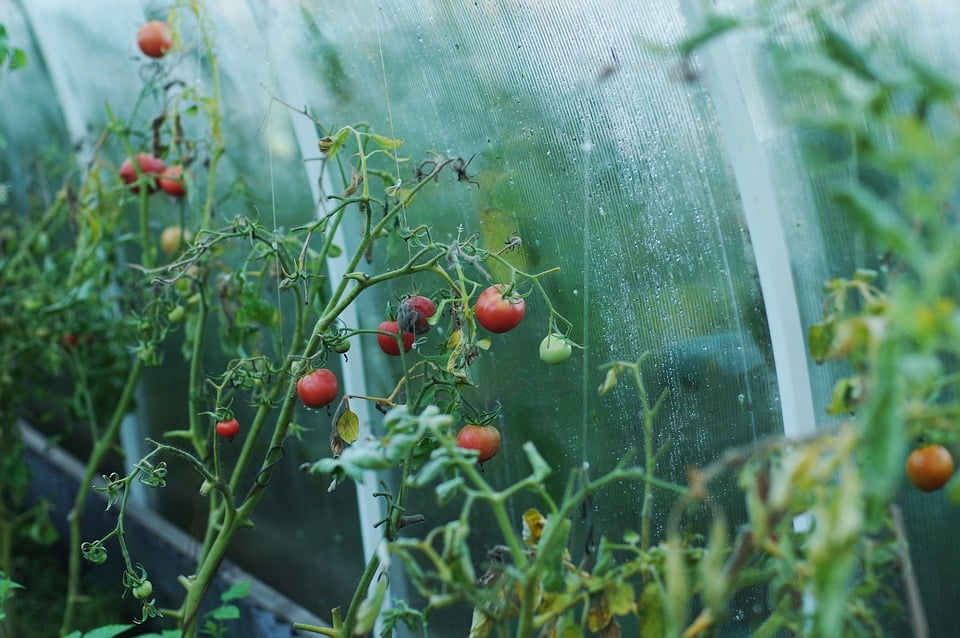 como plantar tomate-cereja em apartamento