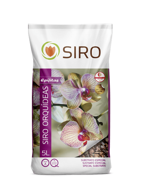 recuperar orquídea