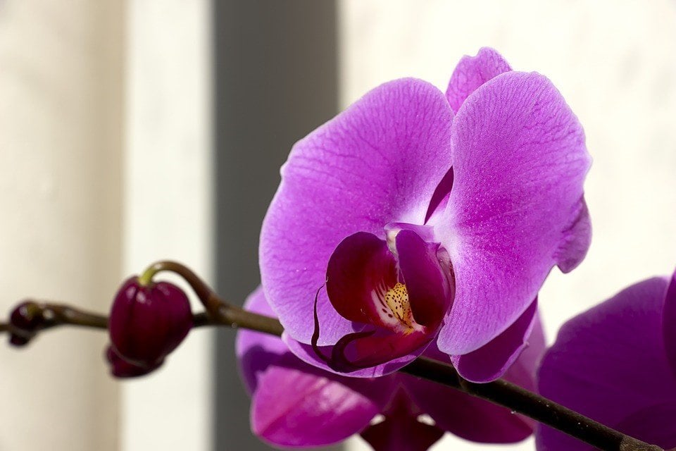 recuperar orquídea