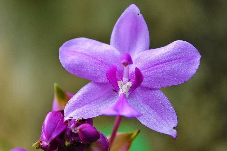 substrato para orquídeas