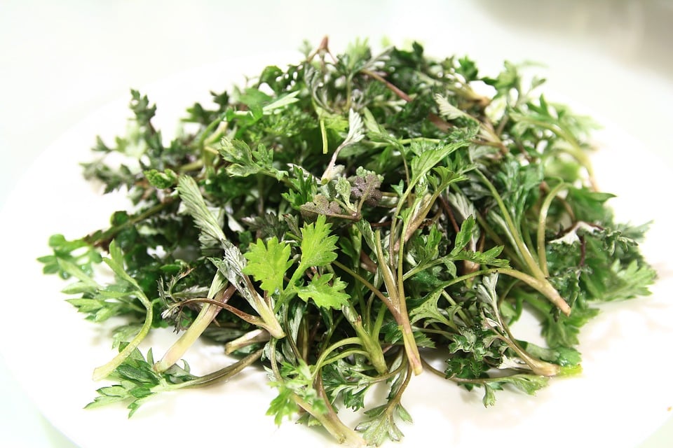 pragas na horta