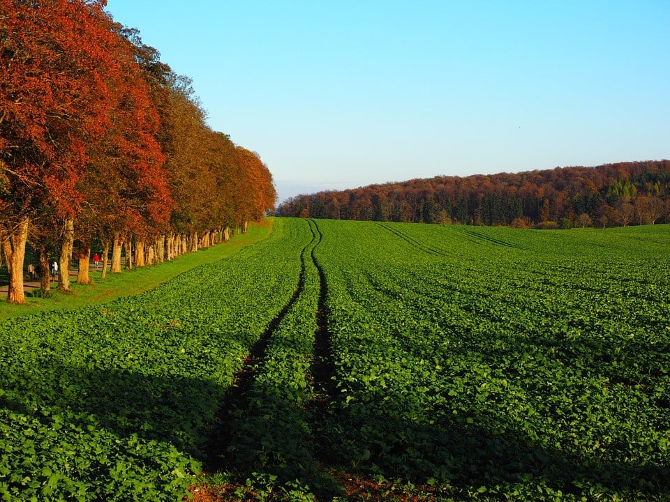 fertilização adubação foliar