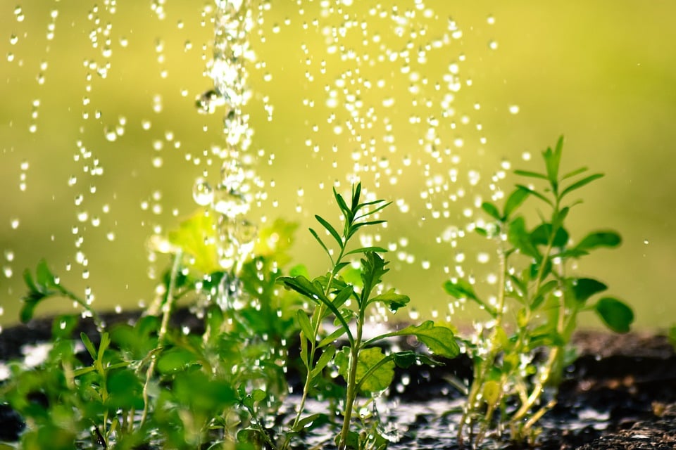 rega gota a gota regar