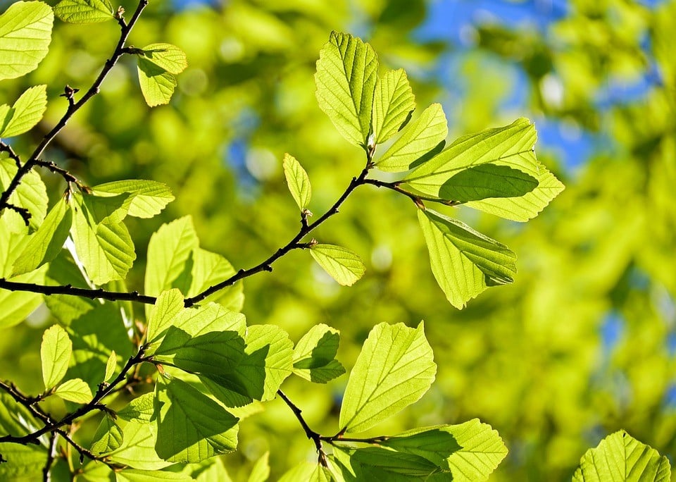 fertilização adubação foliar