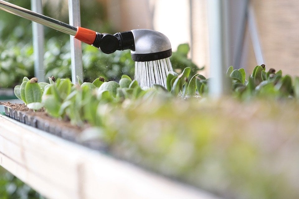 regar plantas