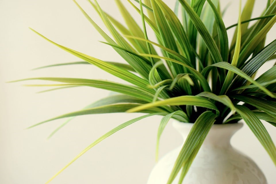 como cuidar das plantas de interior