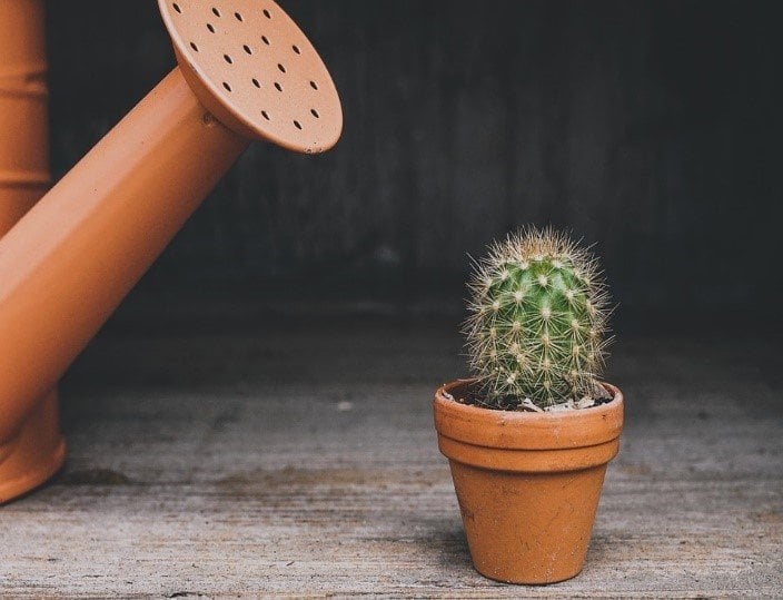 plantas de interior