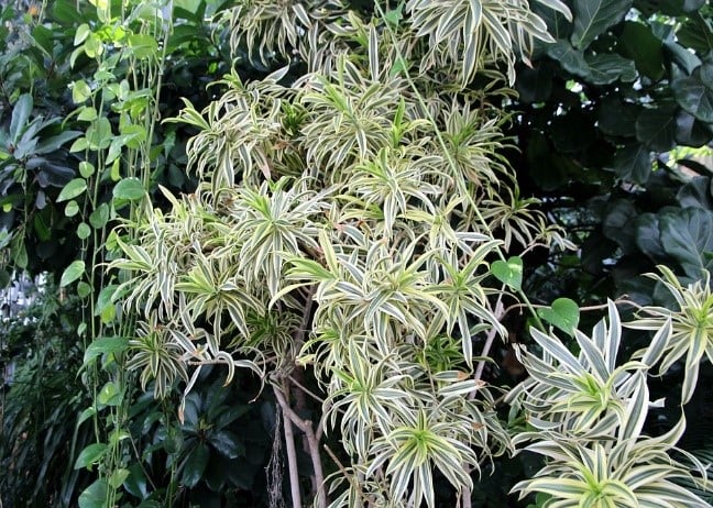 plantas de interior