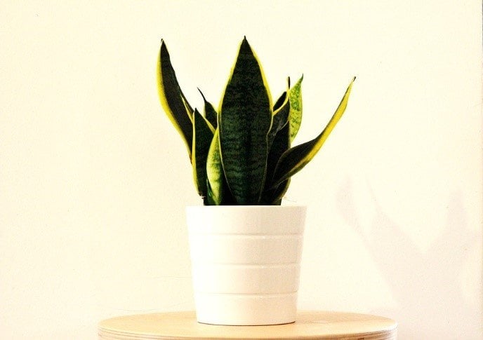 plantas de interior