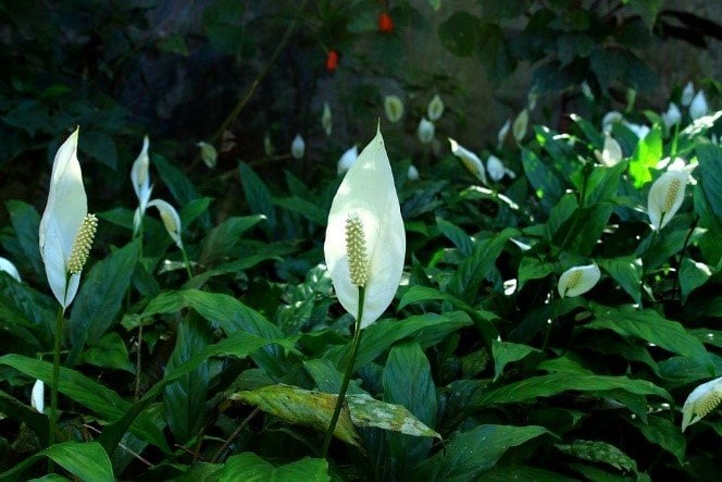 plantas de interior