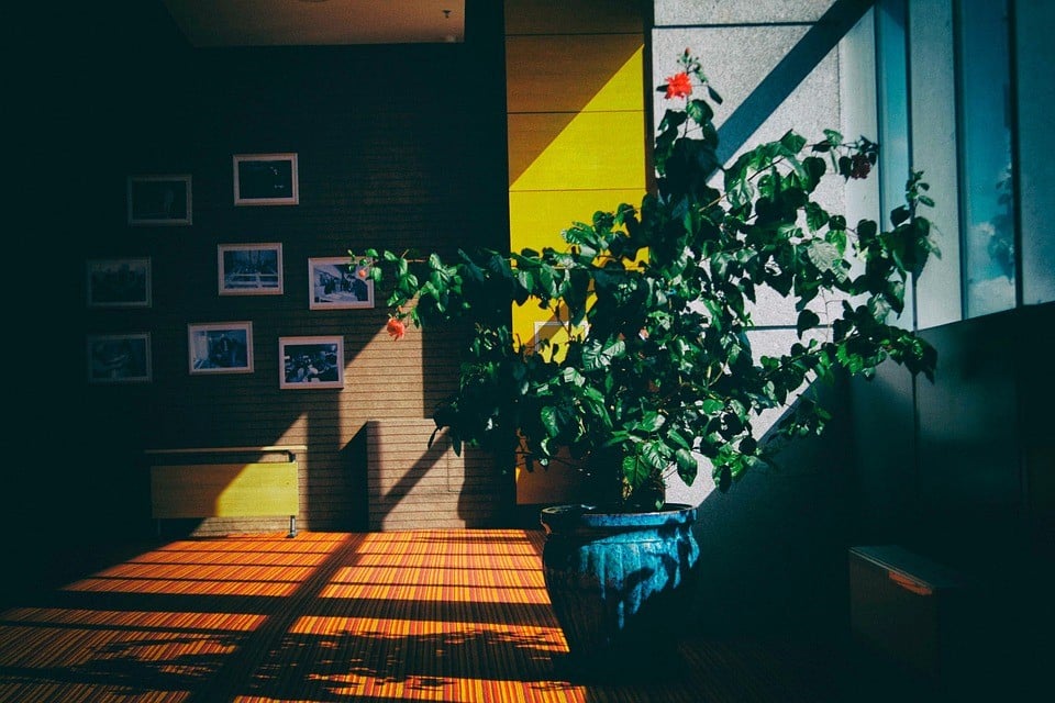 como cuidar das plantas de interior