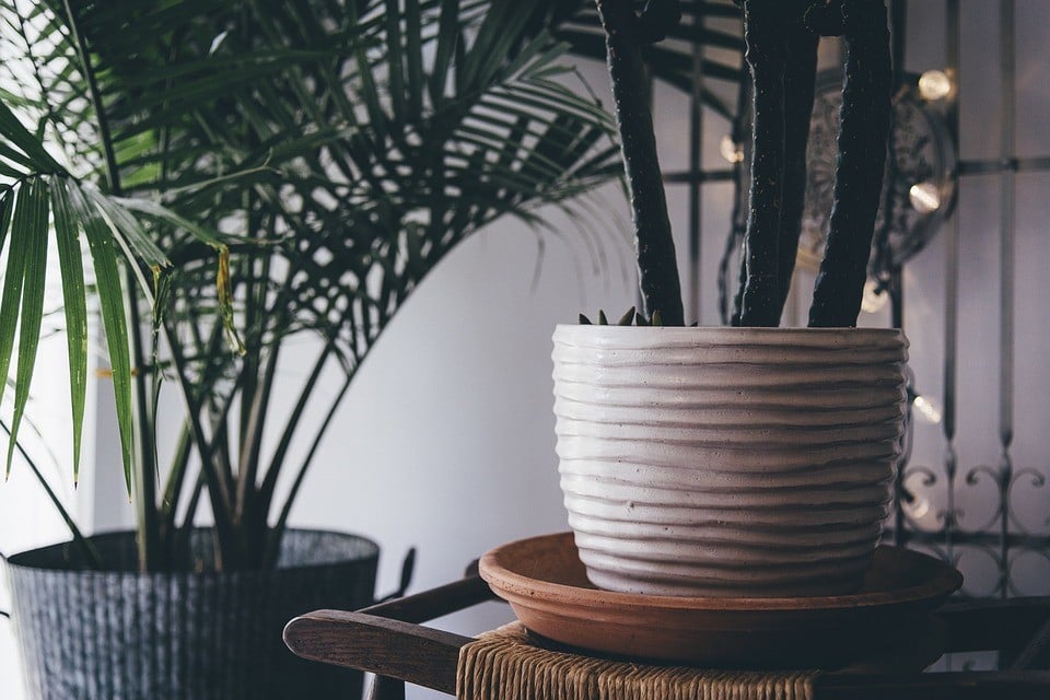 como cuidar das plantas de interior