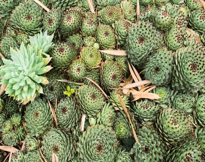 plantas de interior