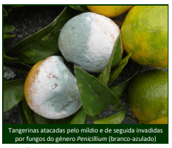 míldio citrinos