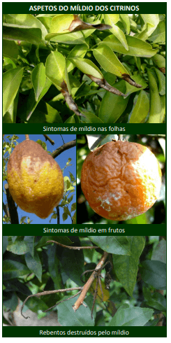 míldio citrinos