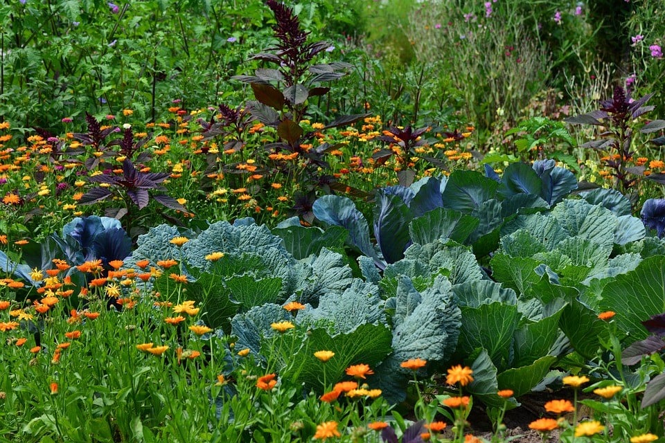 horta Outono