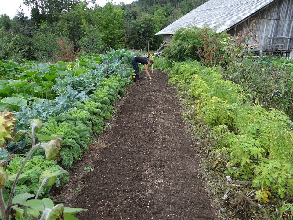 horta Outono
