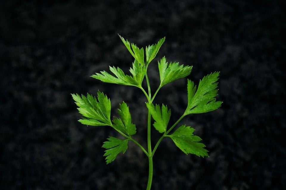 cultivar aromáticas