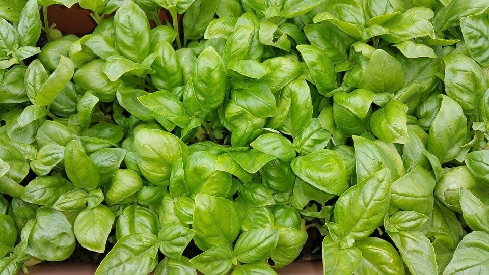 cultivar aromáticas