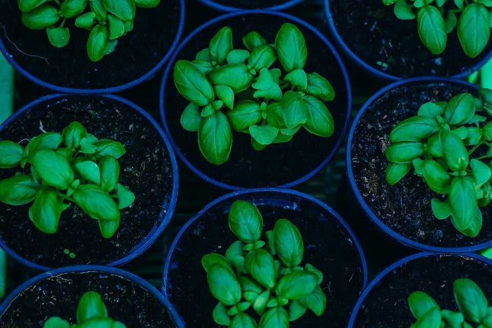 cultivar aromáticas