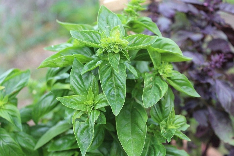ervas aromáticas