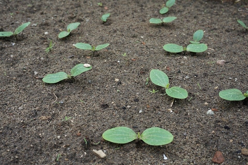 como cultivar curgete