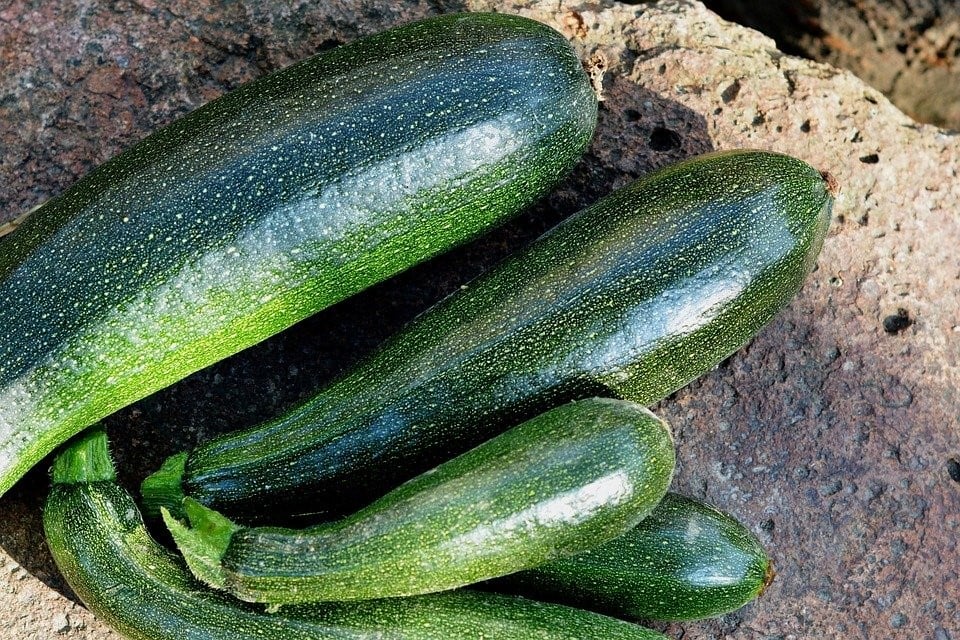 como cultivar curgete