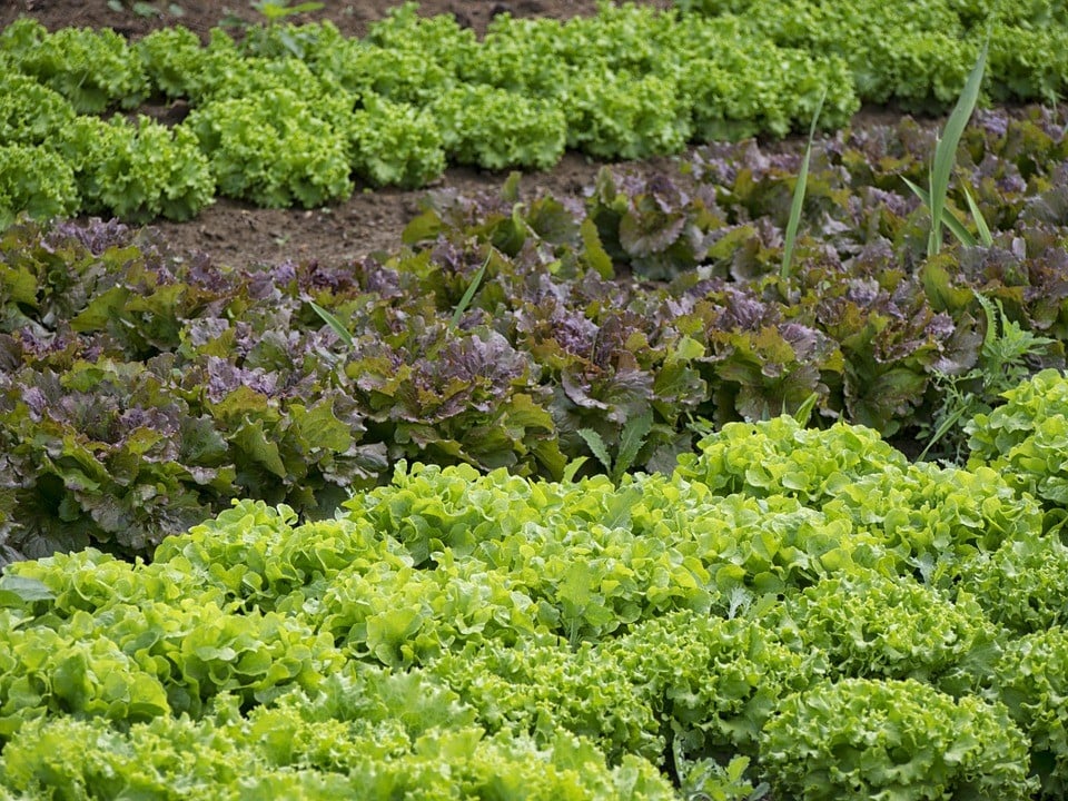 Legumes, Jardineiro, Horta, Salada