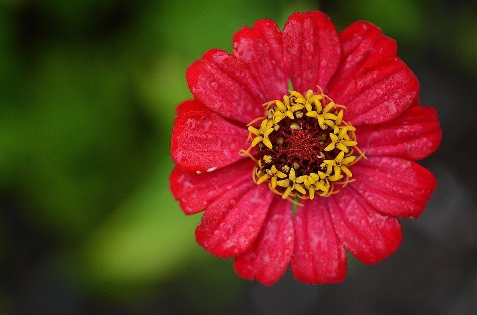 Zínia, Red, Flor, Folha, Natureza, Jardim, Macro