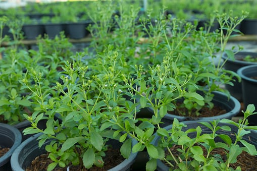 cultivar stévia