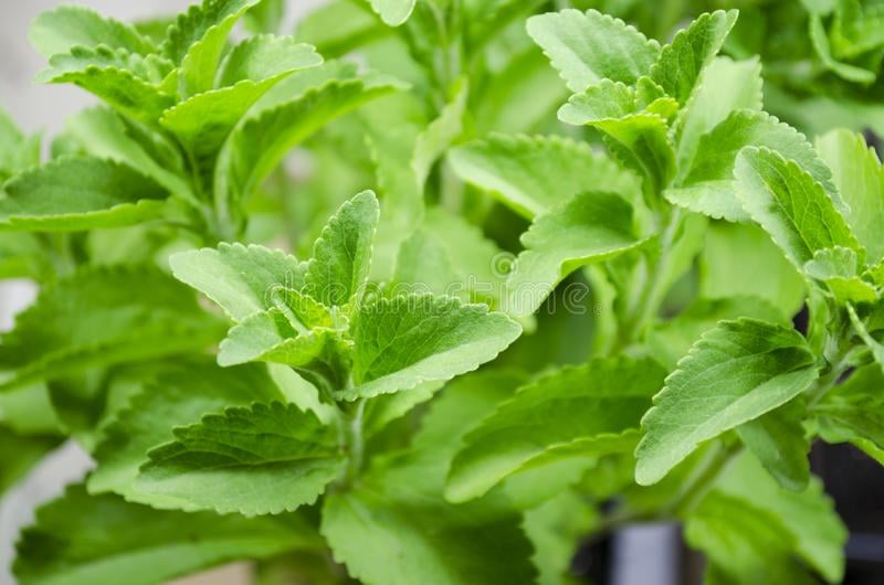 cultivar stévia