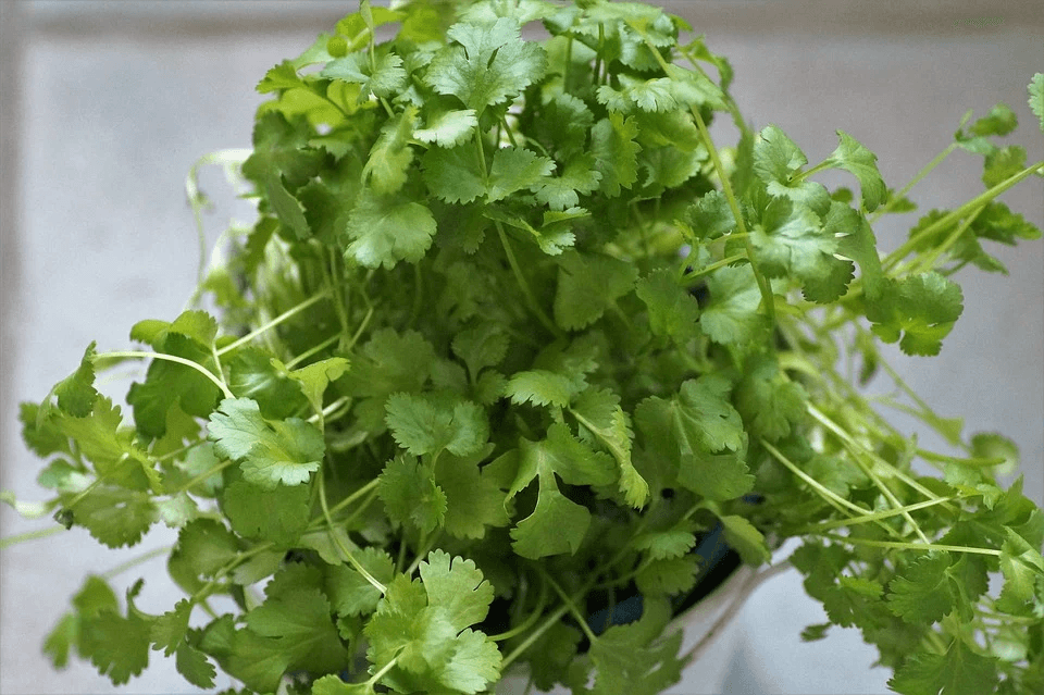 como cultivar salsa