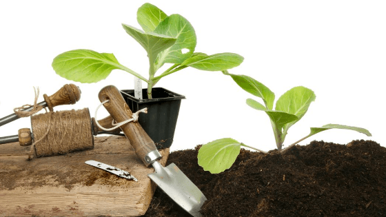 ideias para plantar couves