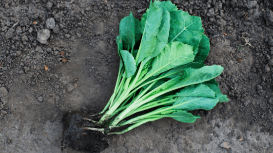 como plantar couves na horta